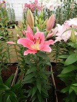 [4330 Mateo VZ No01.JPG]